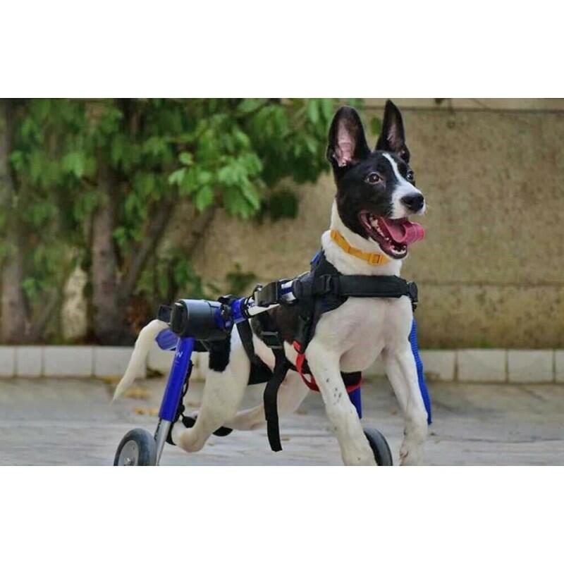 Zadní invalidní vozík pro psy Walkin‘ Wheels® do 31 kg