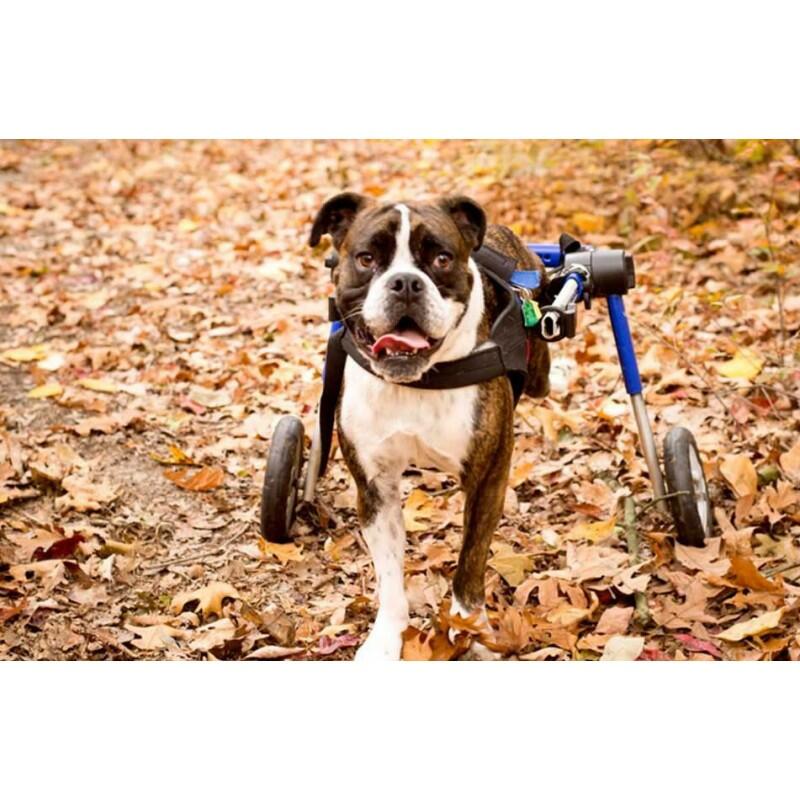 Zadní invalidní vozík pro psy Walkin‘ Wheels® do 22 kg