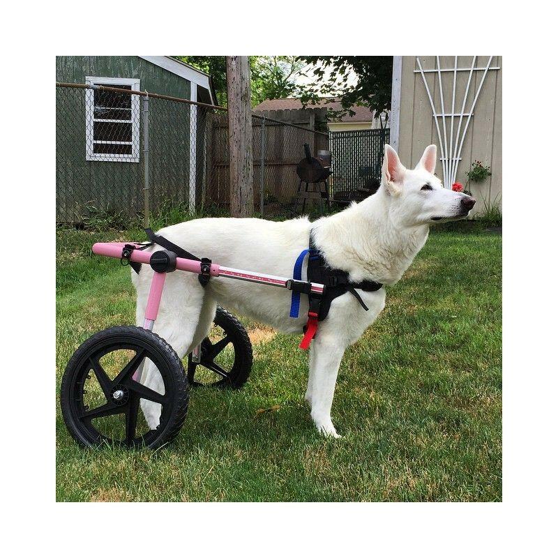 Zadní invalidní vozík pro psy Walkin‘ Wheels® do 81 kg