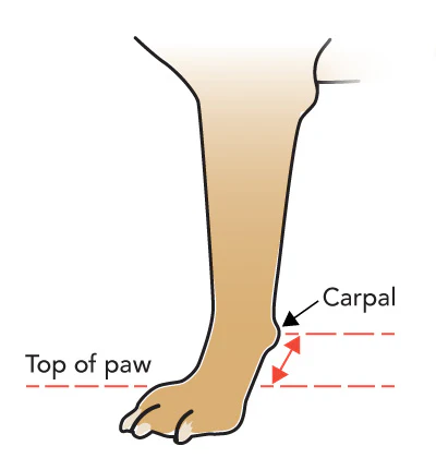 WALKINPETS TRÉNINKOVÉ PONOŽKY PROTI PŘEKLUBOVÁNÍ